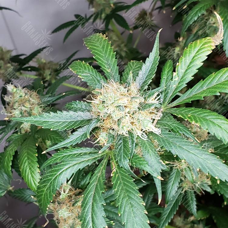 семена конопли для посадки купить Snow White regular Nirvana Seeds семена конопли для посадки купить Snow White regular Nirvana Seeds