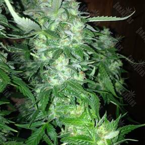 Auto Northern Lights feminised Pyramid Seeds