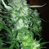 семена конопли курьером Auto Northern Lights feminised Pyramid Seeds семена конопли курьером Auto Northern Lights feminised Pyramid Seeds