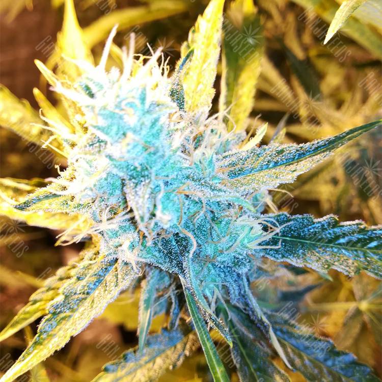 семена конопли интернет магазин Auto Royal Bluematic feminised Royal Queen