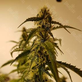 Auto Green Poison XL feminised Sweet Seeds