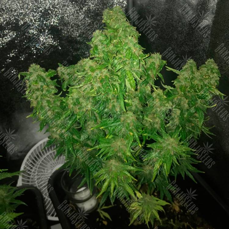 Семки Auto Quick One feminised Ganja Seeds купить Семки Auto Quick One feminised Ganja Seeds купить