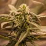 Семки Auto Quick One feminised Ganja Seeds заказать Семки Auto Quick One feminised Ganja Seeds заказать