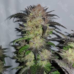 Auto Critical + feminised Ganja Seeds