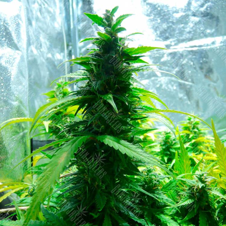 семена конопли наложенным платежом Auto Super Skunk regular семена конопли наложенным платежом Auto Super Skunk regular