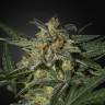 семена конопли индика Auto White Widow feminised Green House Seeds