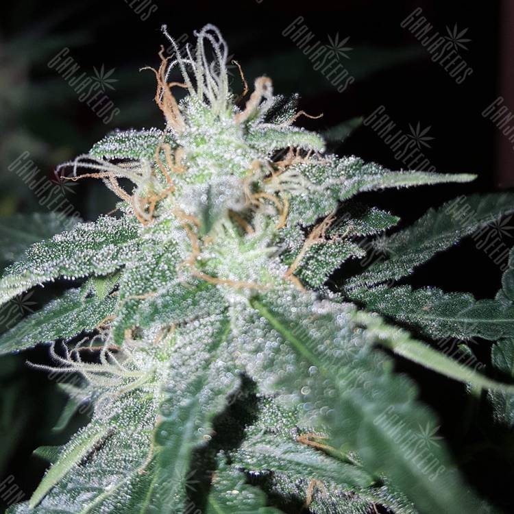 Blueberry Cream feminised RuSeeds Blueberry Cream feminised RuSeeds