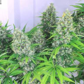 Karatal feminised Bang Seeds