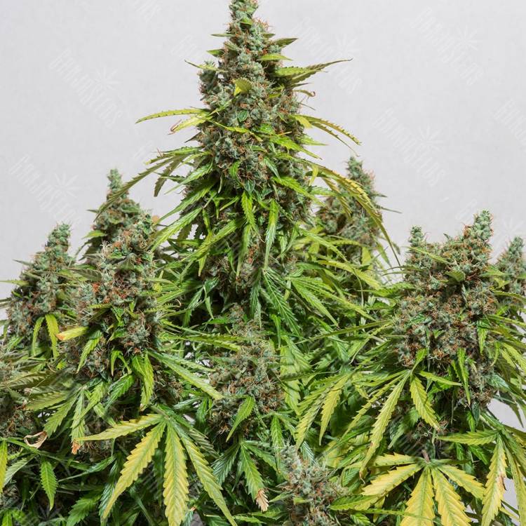 Auto Haze regular Ganja Seeds Auto Haze regular Ganja Seeds