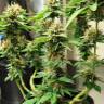 семена конопли в России Acid regular Ganja Seeds семена конопли в России Acid regular Ganja Seeds