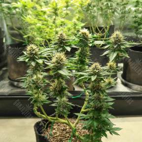 Acid regular Ganja Seeds