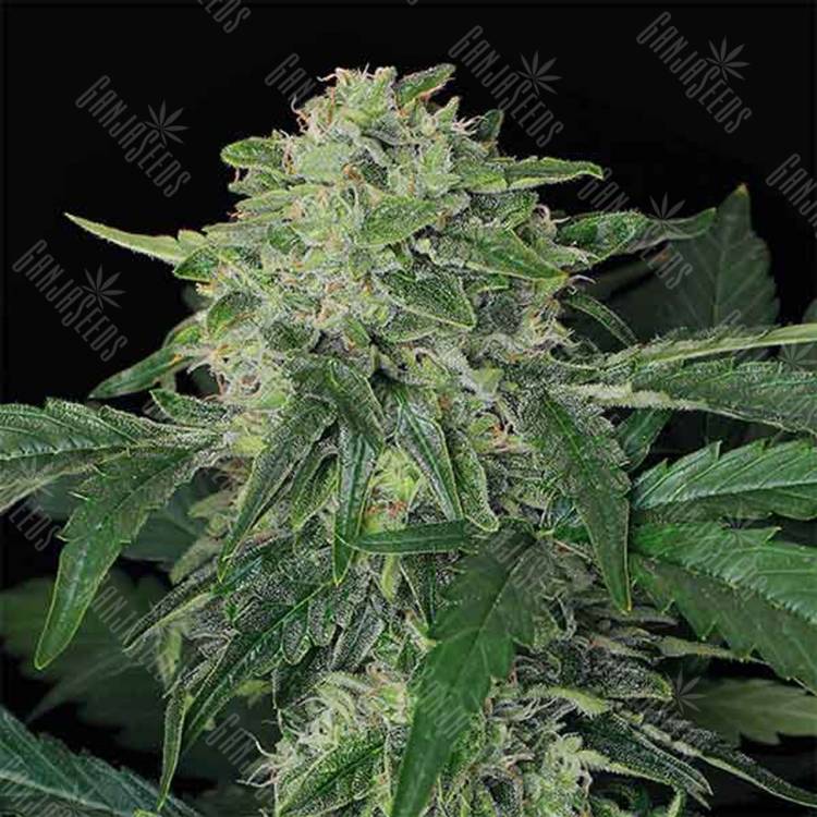семена конопли элитных сортов Auto Jungle Fever feminised Exotic Seed семена конопли элитных сортов Auto Jungle Fever feminised Exotic Seed