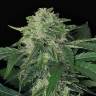 семена конопли элитных сортов Auto Jungle Fever feminised Exotic Seed семена конопли элитных сортов Auto Jungle Fever feminised Exotic Seed