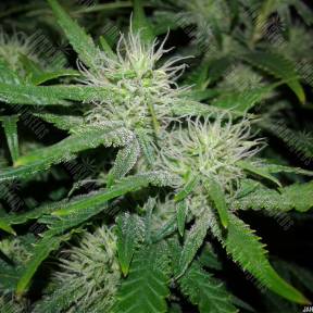 Kama Kush CBD feminised Kannabia Seeds