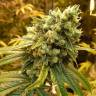 семена конопли аутдор Sativas Sour Diesel regular Nirvana Seeds семена конопли аутдор Sativas Sour Diesel regular Nirvana Seeds