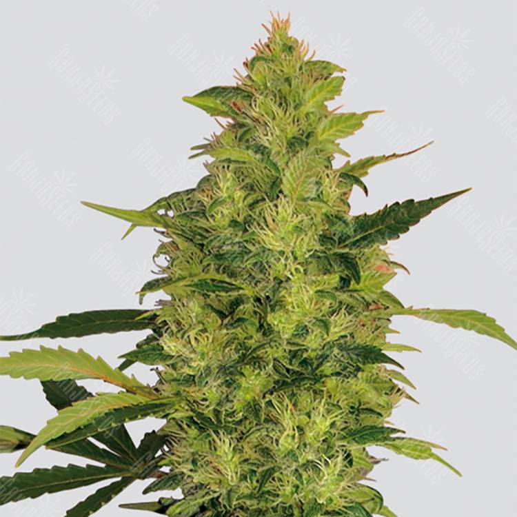 семена конопли элитных сортов Sativas Sour Diesel regular Nirvana Seeds семена конопли элитных сортов Sativas Sour Diesel regular Nirvana Seeds