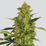 семена конопли элитных сортов Sativas Sour Diesel regular Nirvana Seeds семена конопли элитных сортов Sativas Sour Diesel regular Nirvana Seeds
