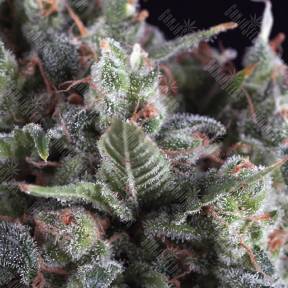 Auto Olympia feminised Pyramid Seeds