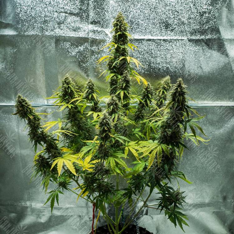 Семена каннабиса Auto Royal Haze feminised Ganja Seeds купить Семена каннабиса Auto Royal Haze feminised Ganja Seeds купить