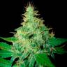 Семена каннабиса Auto Royal Haze feminised Ganja Seeds заказать Семена каннабиса Auto Royal Haze feminised Ganja Seeds заказать