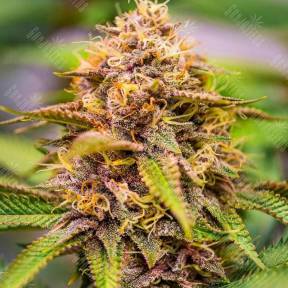 Skunk #11 feminised Ganja Seeds