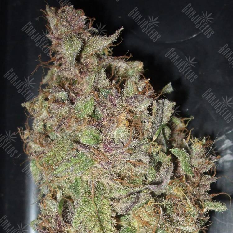 Auto Desfran feminised Dutch Passion Seeds Auto Desfran feminised Dutch Passion Seeds