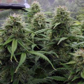 Kenepshep feminised Bang Seeds