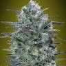 Auto Hercules regular Ganja Seeds Auto Hercules regular Ganja Seeds