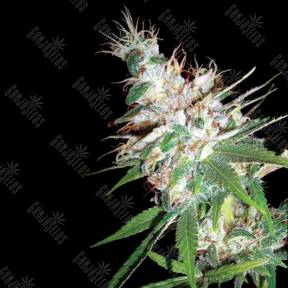 LA Woman feminised DNA Genetics