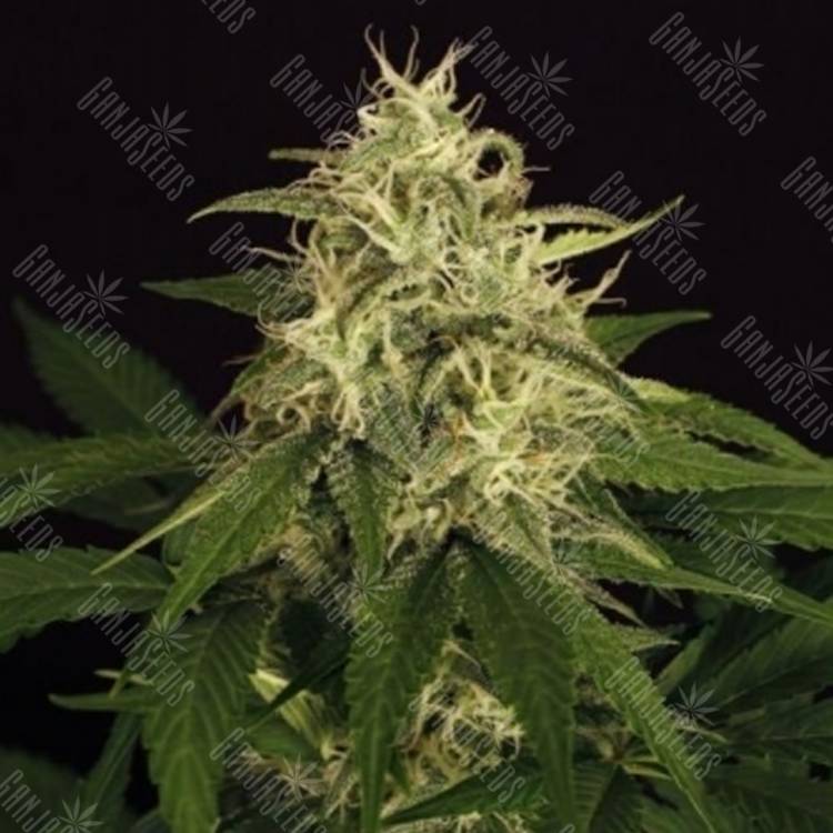 семена конопли в интернете Auto Mango Cream feminised Exotic Seed семена конопли в интернете Auto Mango Cream feminised Exotic Seed