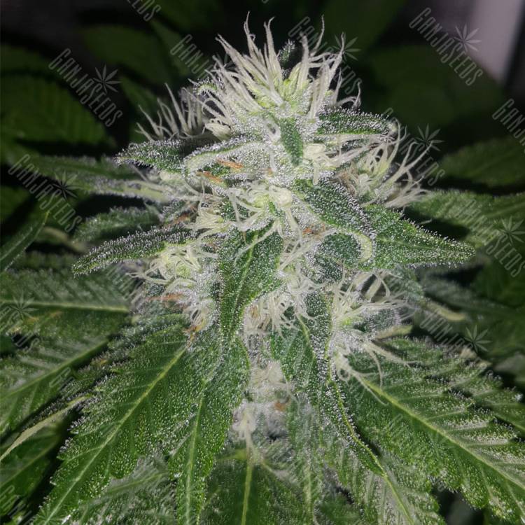 семена конопли с доставкой Mataro Blue CBD feminised Kannabia Seeds