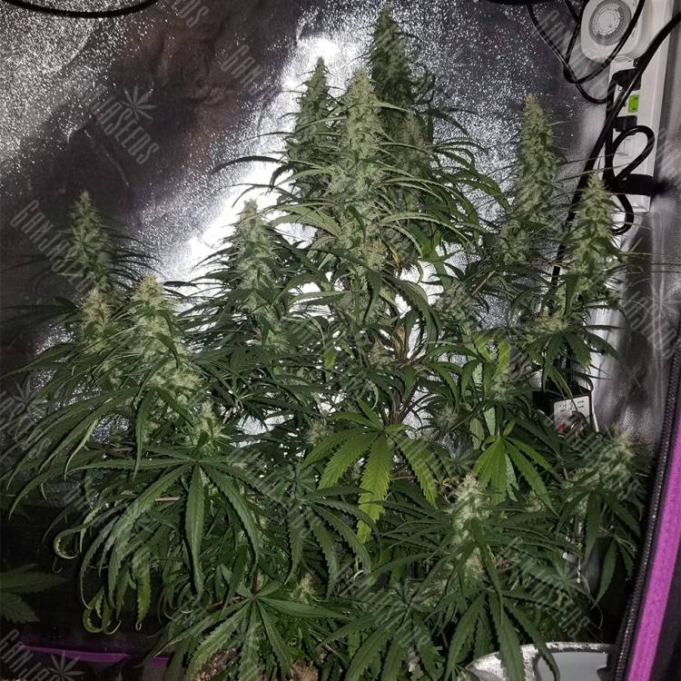 семена конопли в интернете Sterling Haze regular Nirvana Seeds семена конопли в интернете Sterling Haze regular Nirvana Seeds
