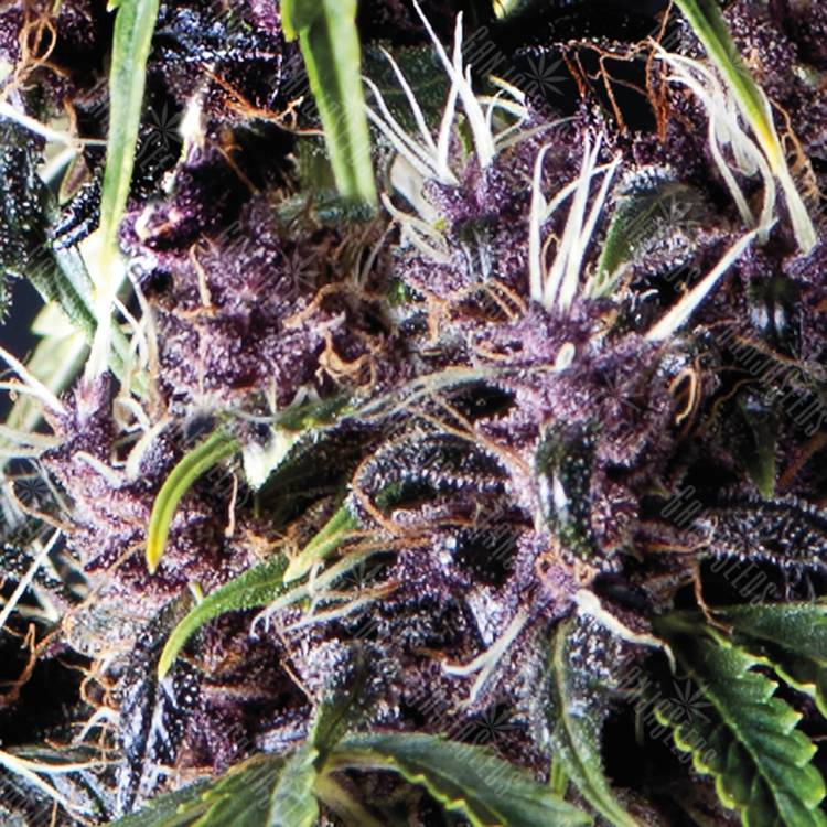 семена конопли в России Auto Purple feminised Pyramid Seeds