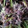 семена конопли в России Auto Purple feminised Pyramid Seeds