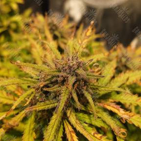 Auto Royal Creamatic feminised Royal Queen