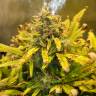 заказ семян конопли Auto Royal Creamatic feminised Royal Queen