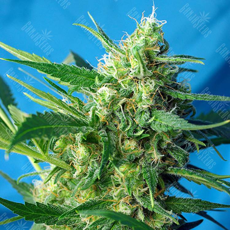 семена конопли Спб Auto Ice Cool feminised Sweet Seeds