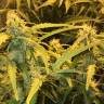 семена конопли феминизированные Auto Lowryder2 feminised семена конопли феминизированные Auto Lowryder2 feminised
