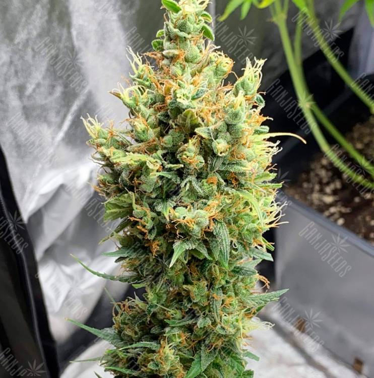 купить семена конопли с доставкой Neville's Haze feminised купить семена конопли с доставкой Neville's Haze feminised