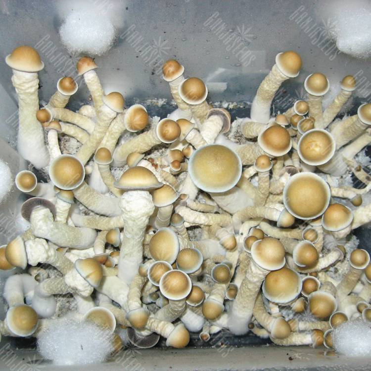 мицелии Ecuador