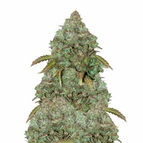 Auto Maxi GoM feminised Ganja Seeds