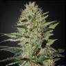семена индийской конопли Auto Exodus Cheese feminised Green House Seeds семена индийской конопли Auto Exodus Cheese feminised Green House Seeds