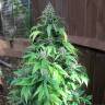 Auto Duck feminised Dutch Passion Seeds