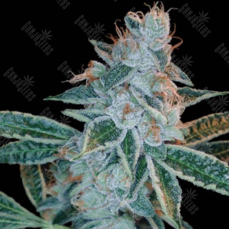 хорошие семена конопли Lemon OG Kush feminised DNA Genetics хорошие семена конопли Lemon OG Kush feminised DNA Genetics
