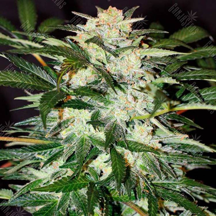 семена конопли дешево Auto Monster Mash feminised Exotic Seed семена конопли дешево Auto Monster Mash feminised Exotic Seed