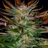 семена сортовой конопли McEarly regular Kannabia Seeds семена сортовой конопли McEarly regular Kannabia Seeds