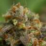 семена конопли интернет магазин Swiss Cheese regular Nirvana Seeds семена конопли интернет магазин Swiss Cheese regular Nirvana Seeds