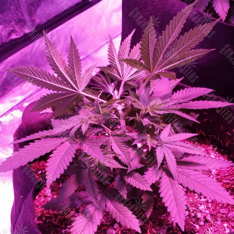 мощные семена конопли Swiss Cheese regular Nirvana Seeds мощные семена конопли Swiss Cheese regular Nirvana Seeds