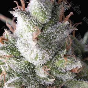 Auto Ramses feminised Pyramid Seeds