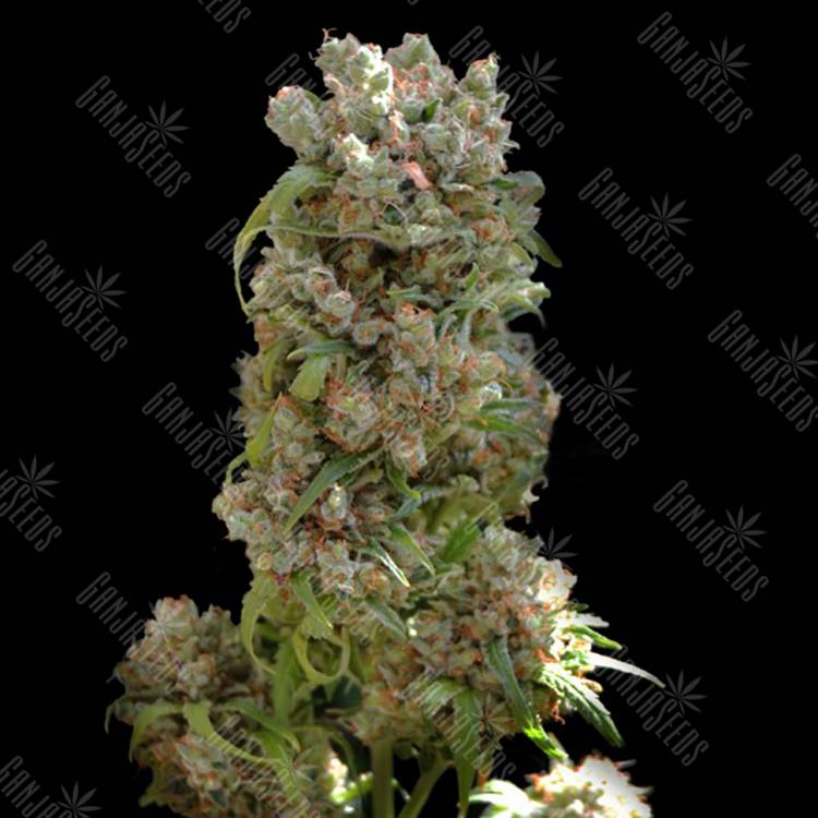 заказать на сайте семена конопли White Spanish feminised VIP Seeds